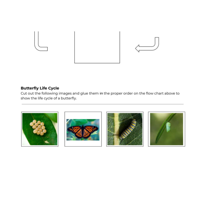 Butterfly Lifecycle Worksheet