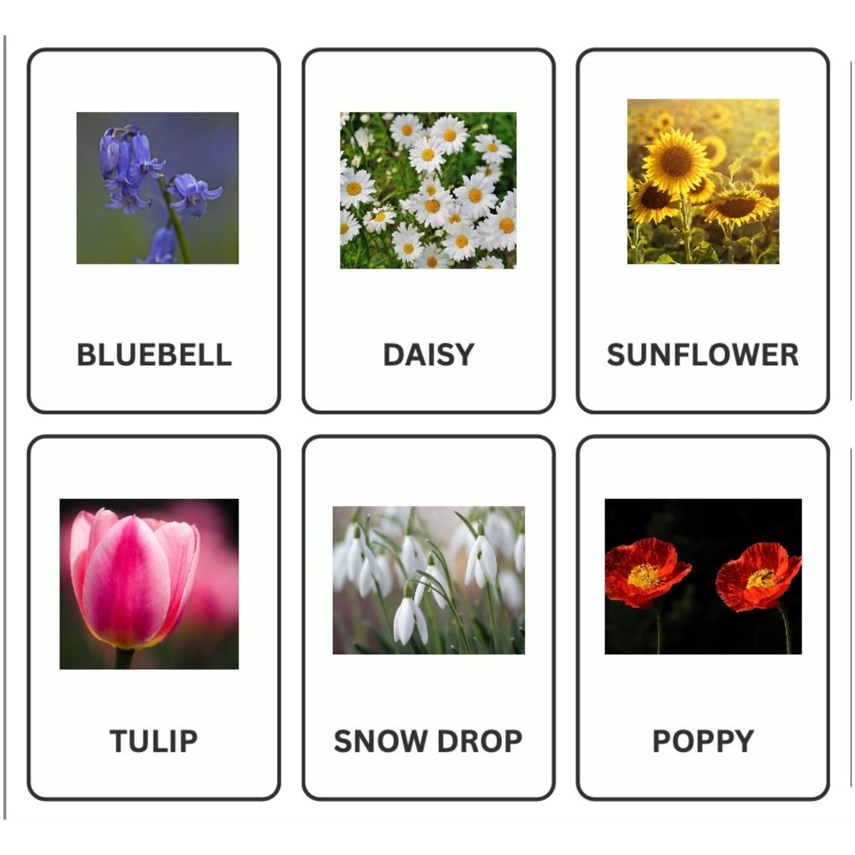Flower Nomenclature Cards