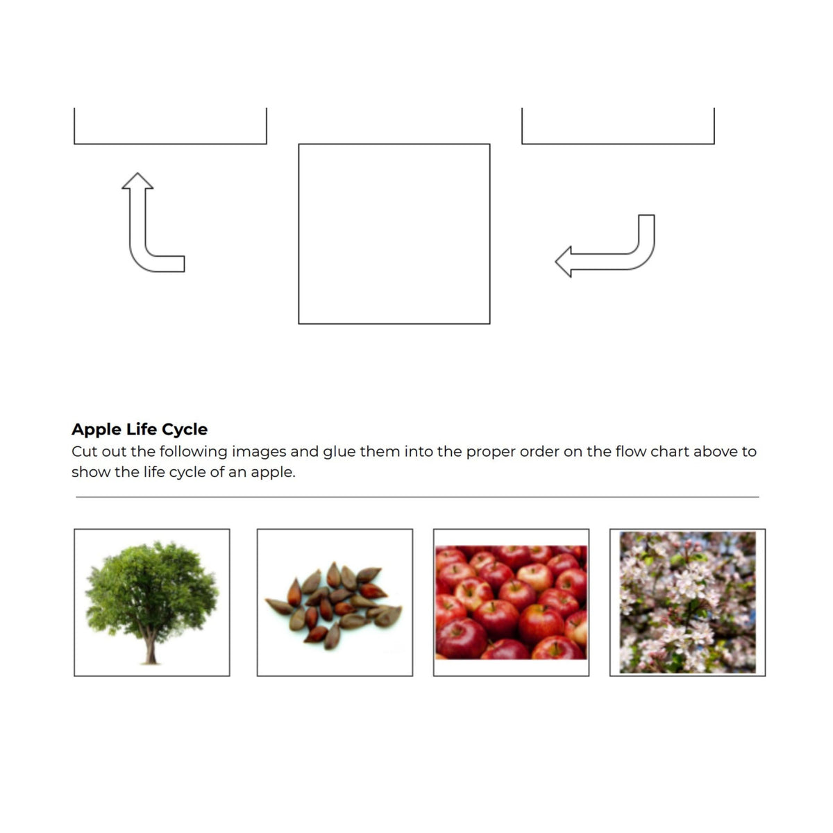 Apple Life Cycle