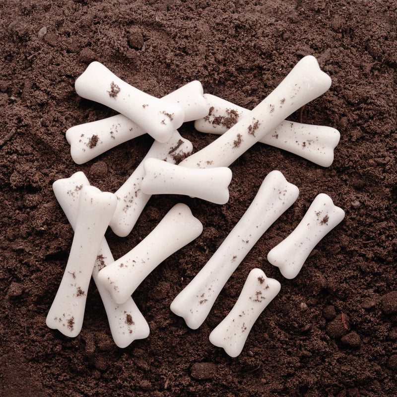 Dinosaur Match and Measure Bones with Activity Cards