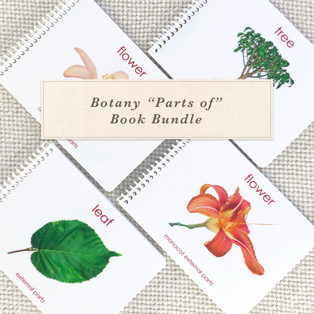Botany "Parts of" Book Bundle by Maitri