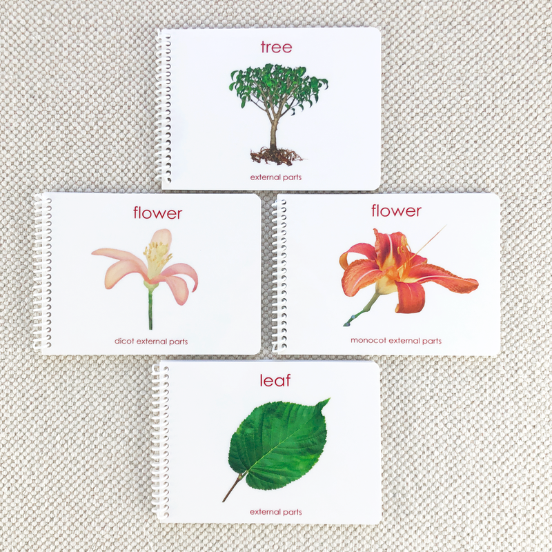 Botany "Parts of" Book Bundle by Maitri