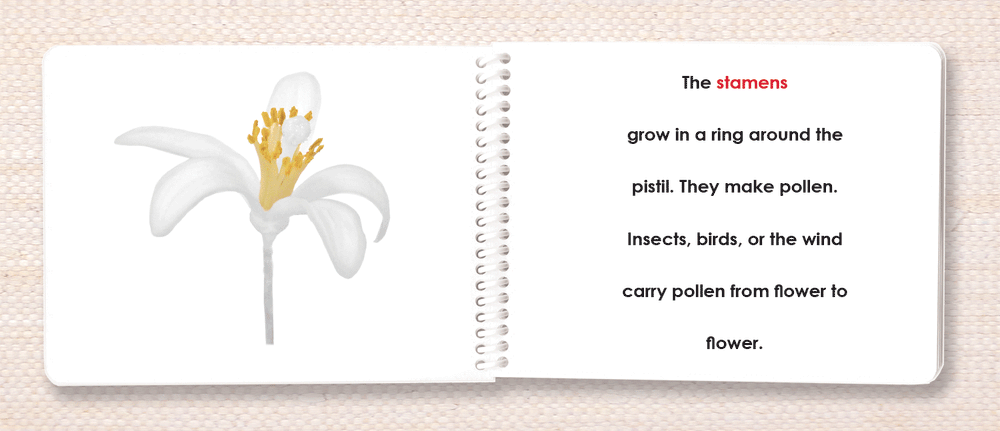 Botany "Parts of" Book Bundle by Maitri