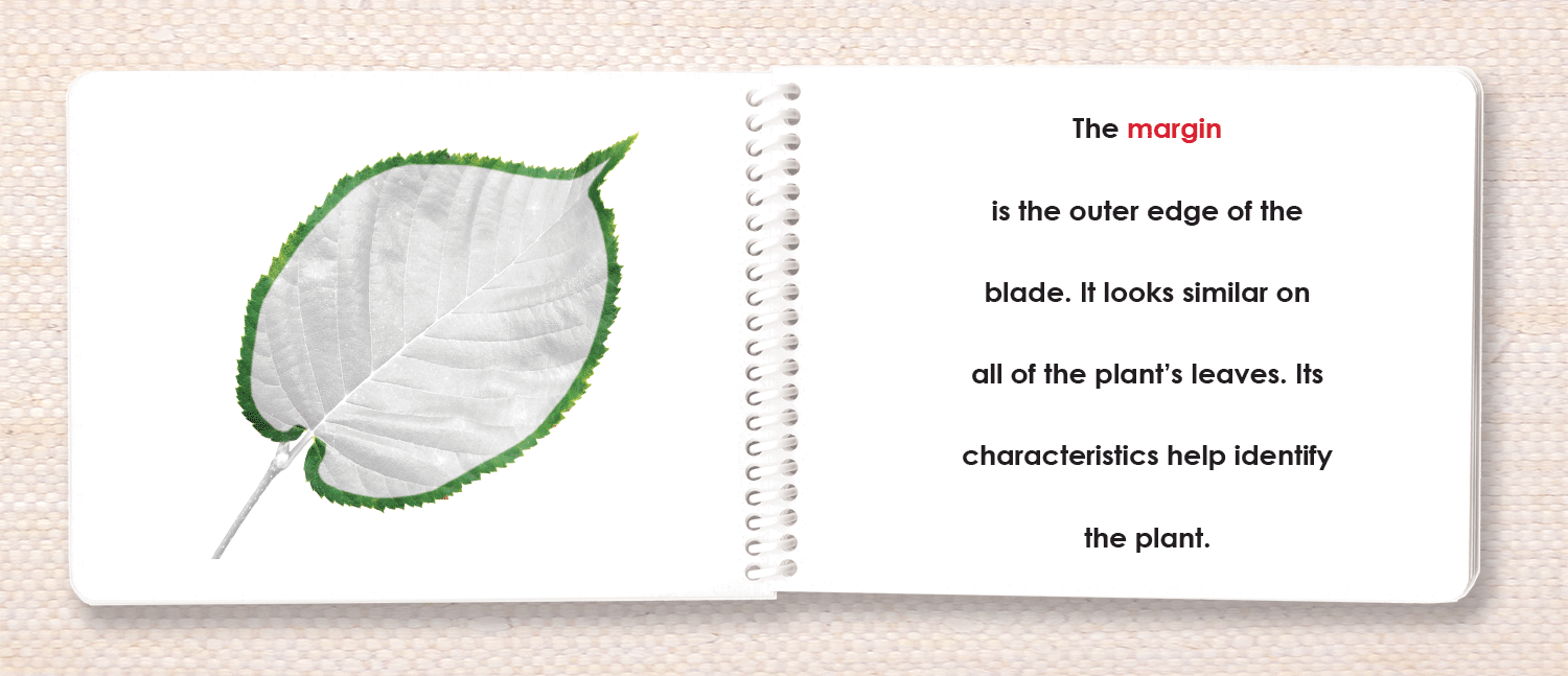 Botany "Parts of" Book Bundle by Maitri