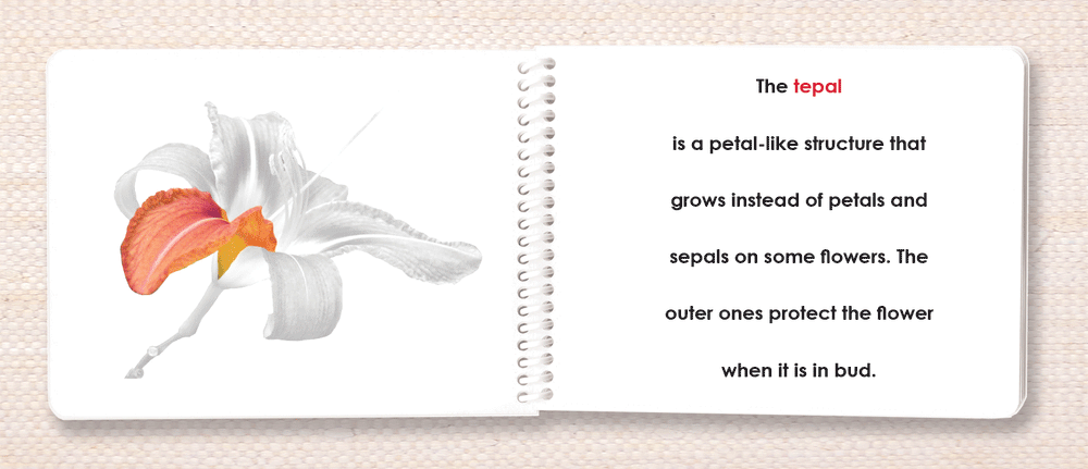 Botany "Parts of" Book Bundle by Maitri