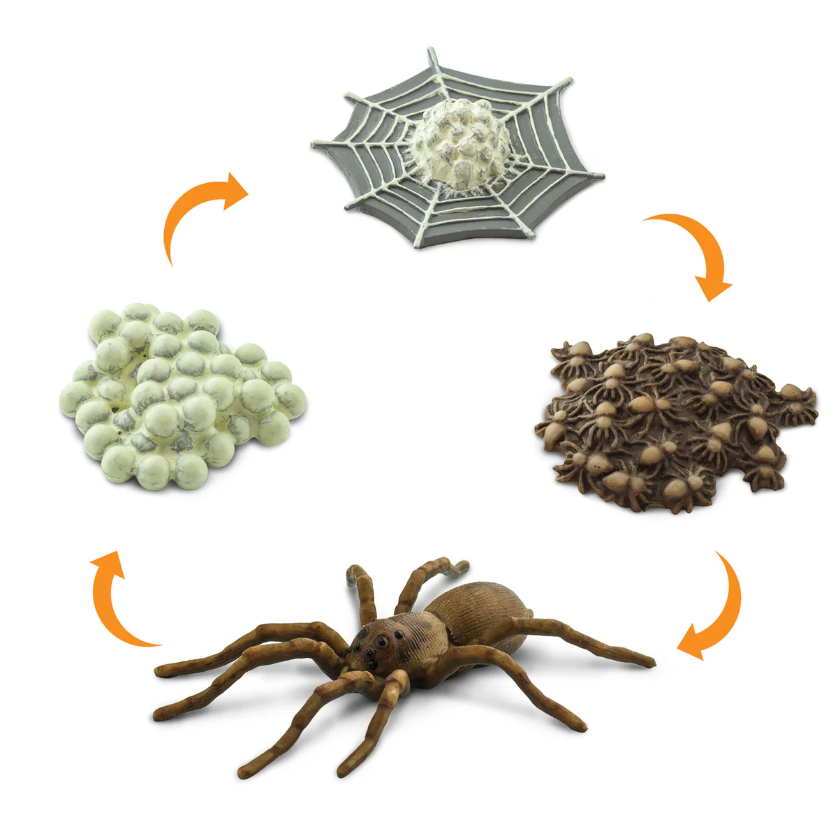 Life Cycle Replicas of a Spider