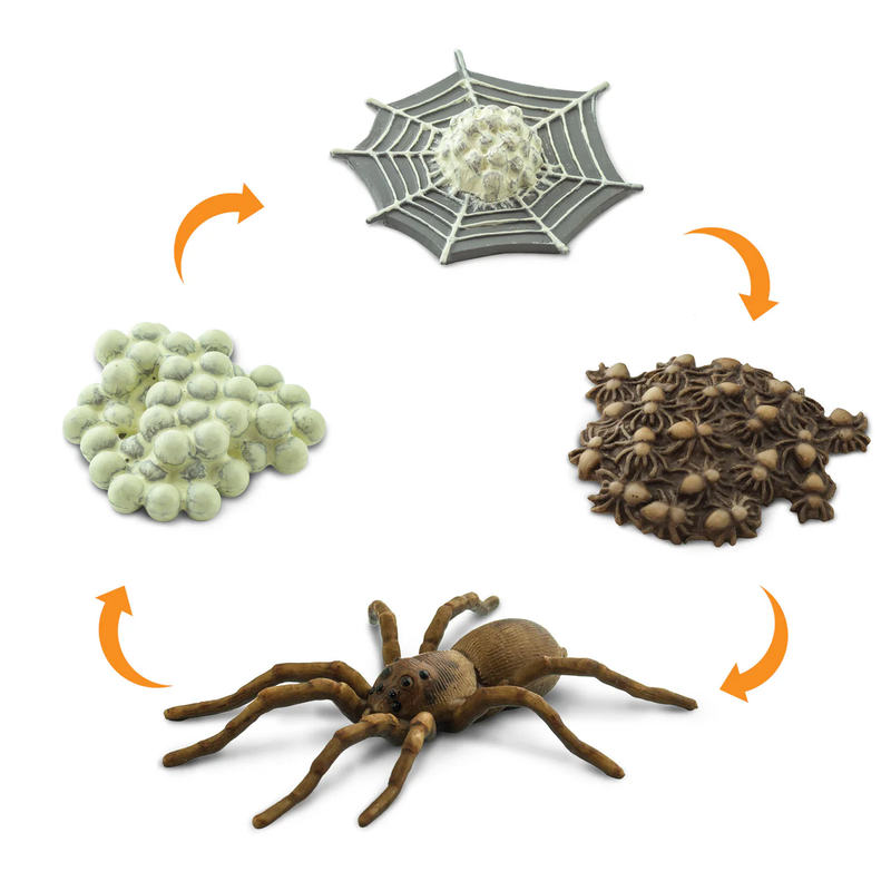Life Cycle Replicas of a Spider