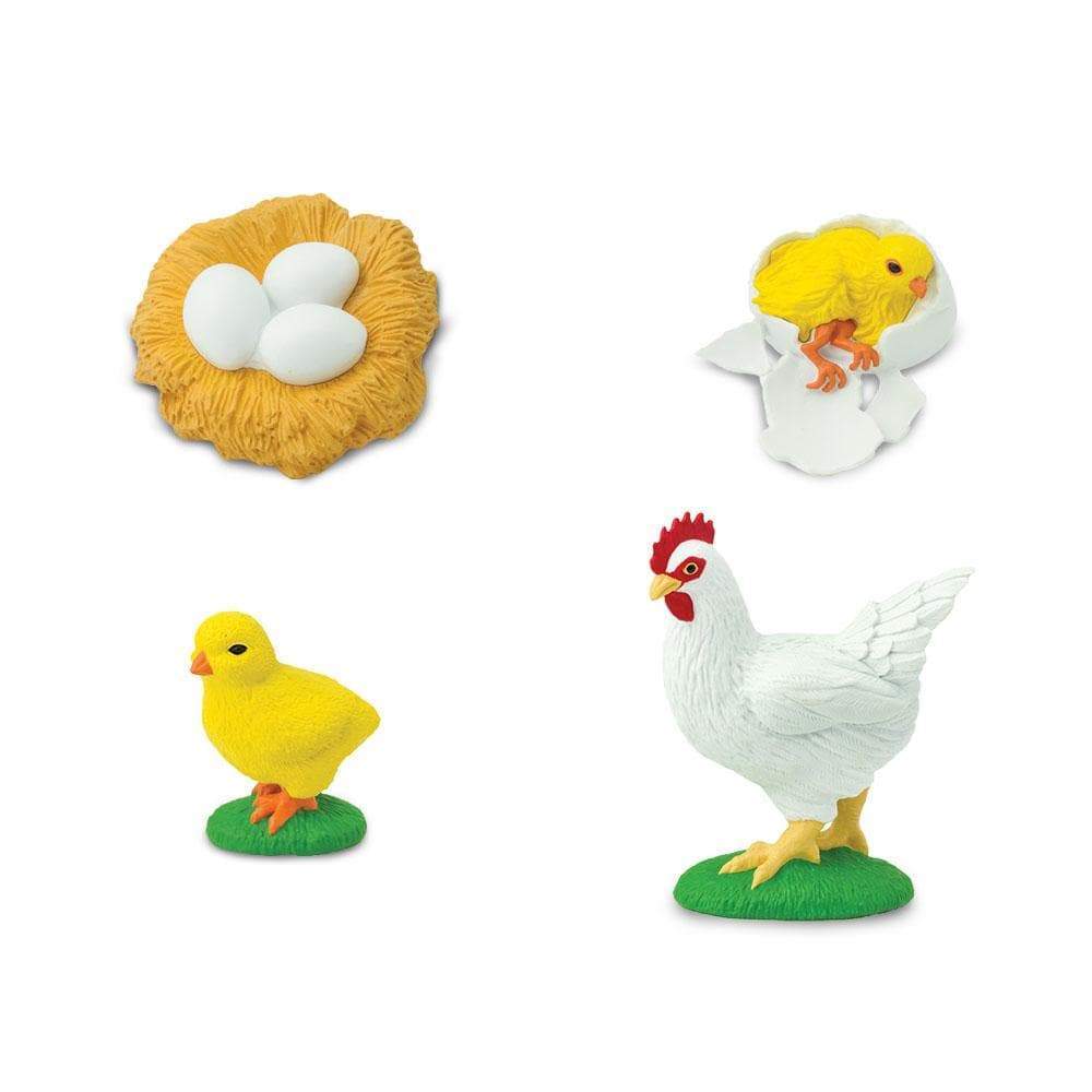 Life Cycle Replicas: Chicken Stages