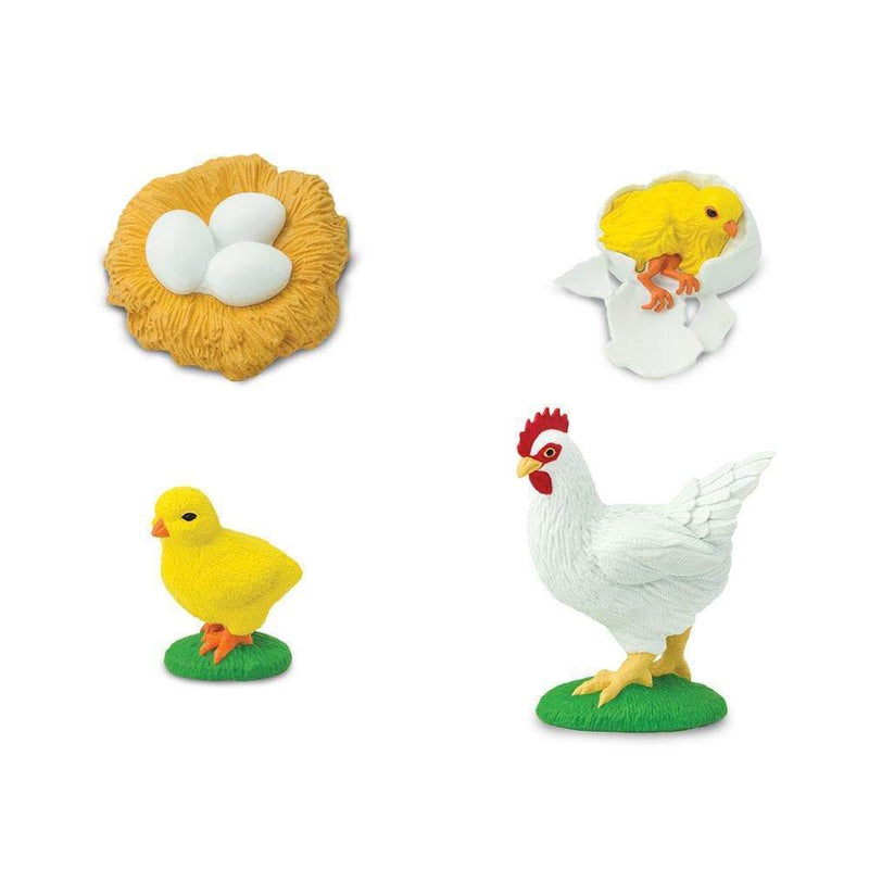 Life Cycle Replicas: Chicken Stages