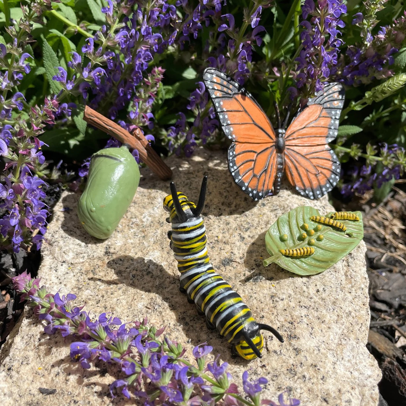 Life Cycle Replicas: Butterfly Stages