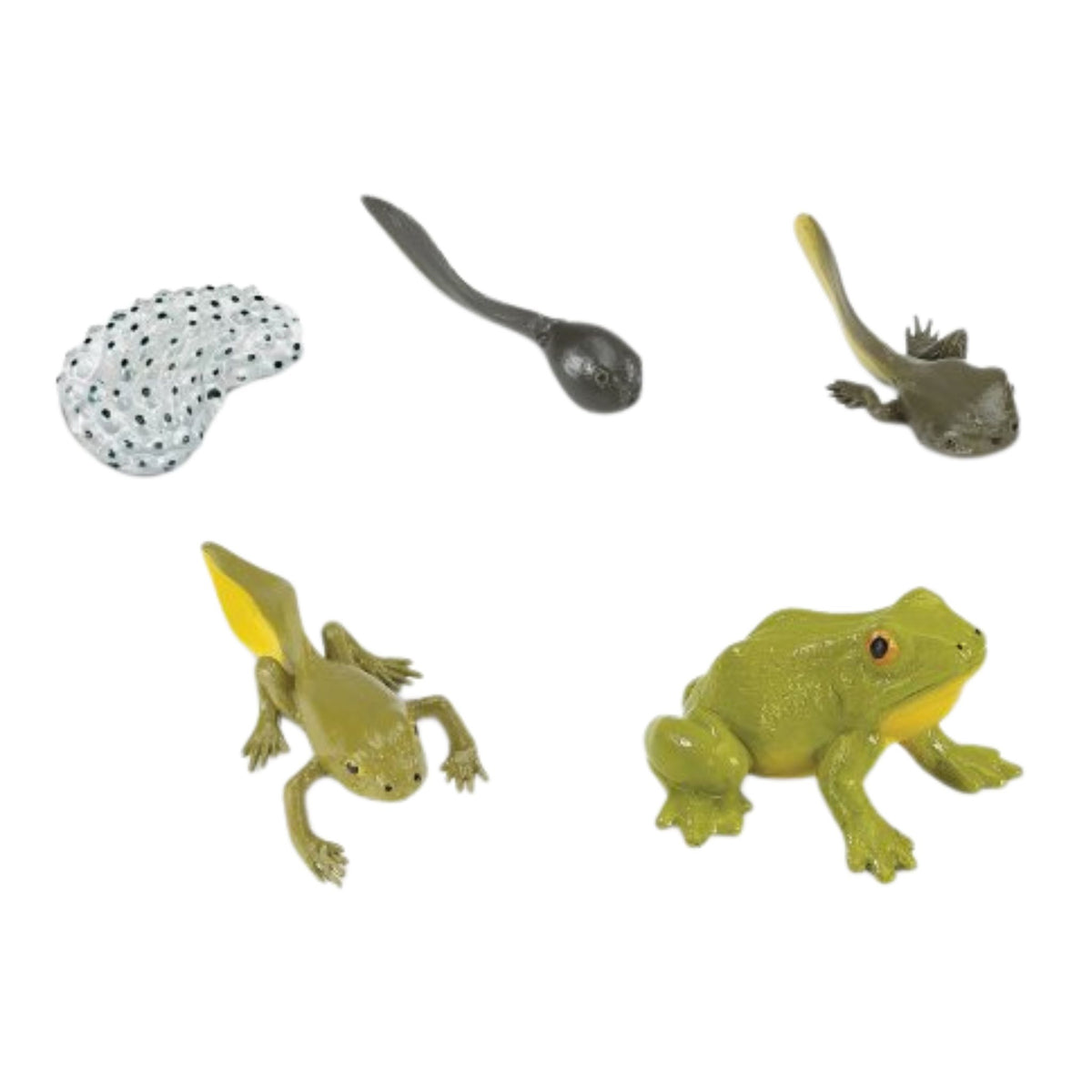 Life Cycle Replicas: Frog Stages