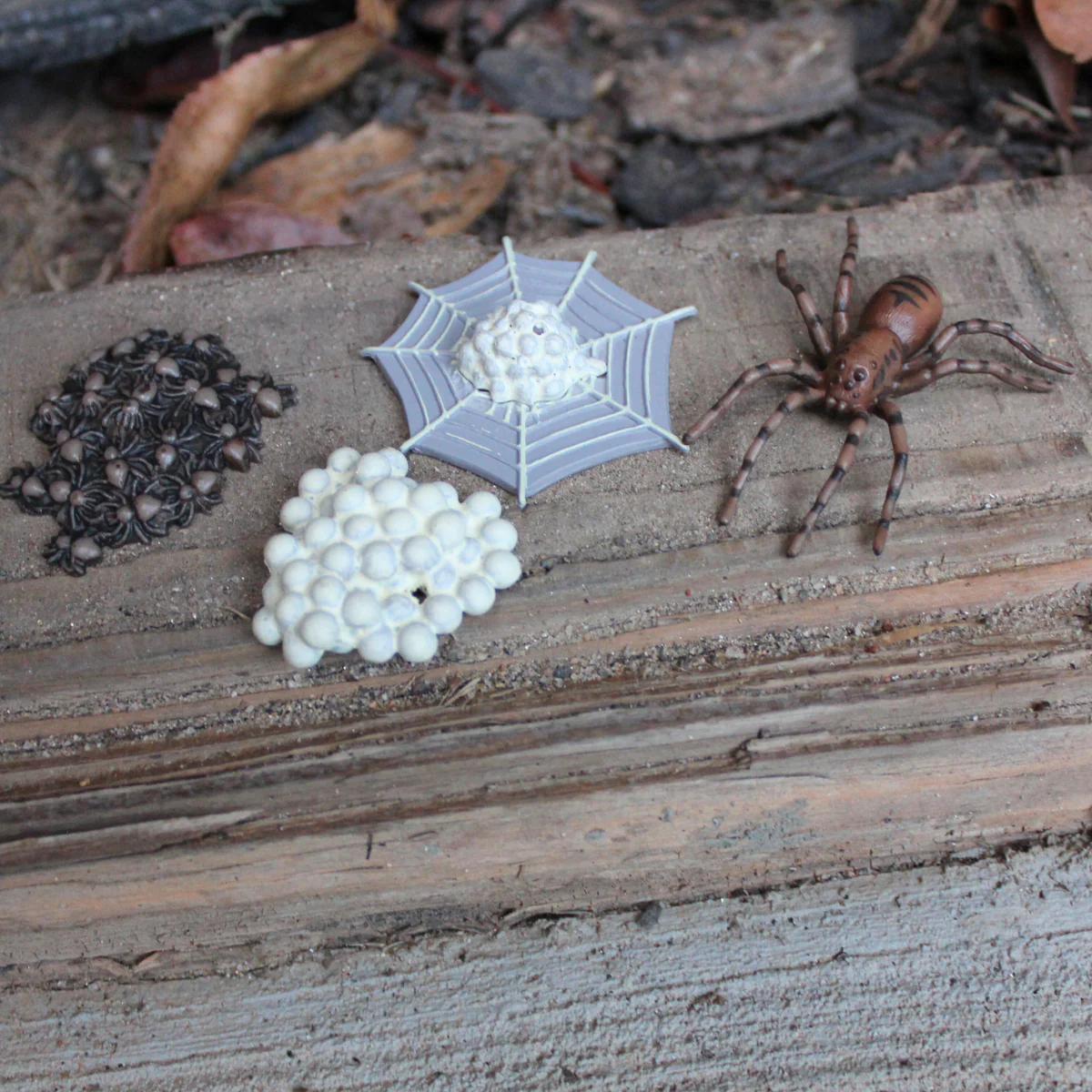 Life Cycle Replicas of a Spider