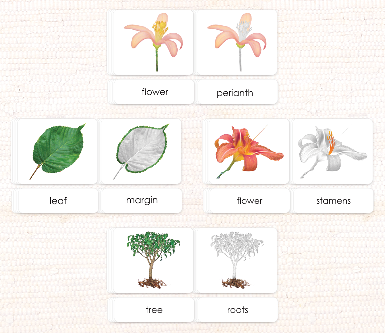 Botany "Parts of" 3-Part Set by Maitri