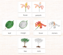 Botany 