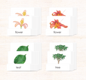 Botany 