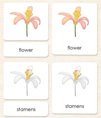 Botany "Parts of" 3-Part Set by Maitri