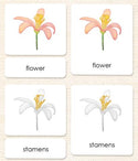 Botany 