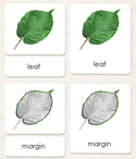 Botany 