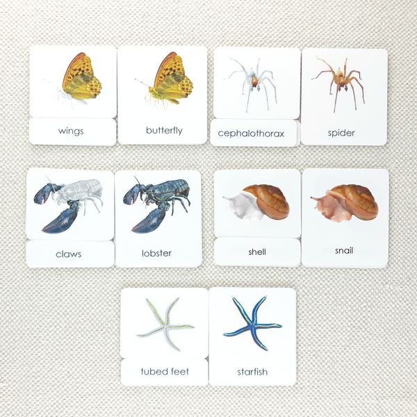 Three Part Cards Rabbit Parts of 3-Part Card Bundles by Maitri | Montessori-n-Such
