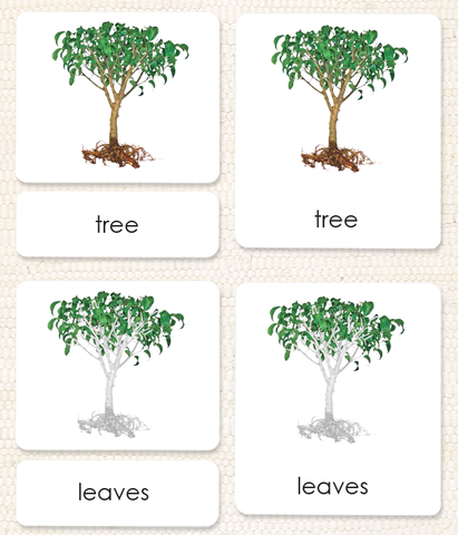 Botany "Parts of" 3-Part Set by Maitri