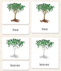 Botany 