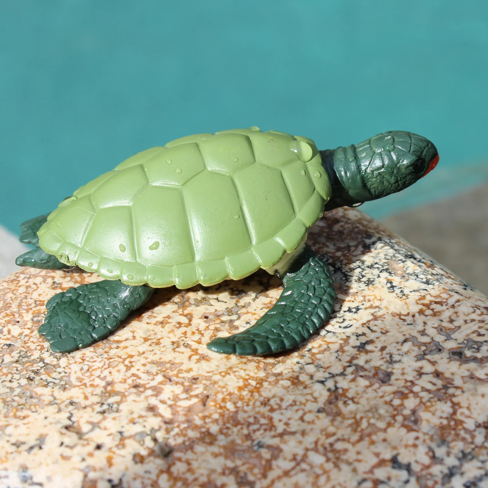 Life Cycle Replicas of a Green Sea Turtle