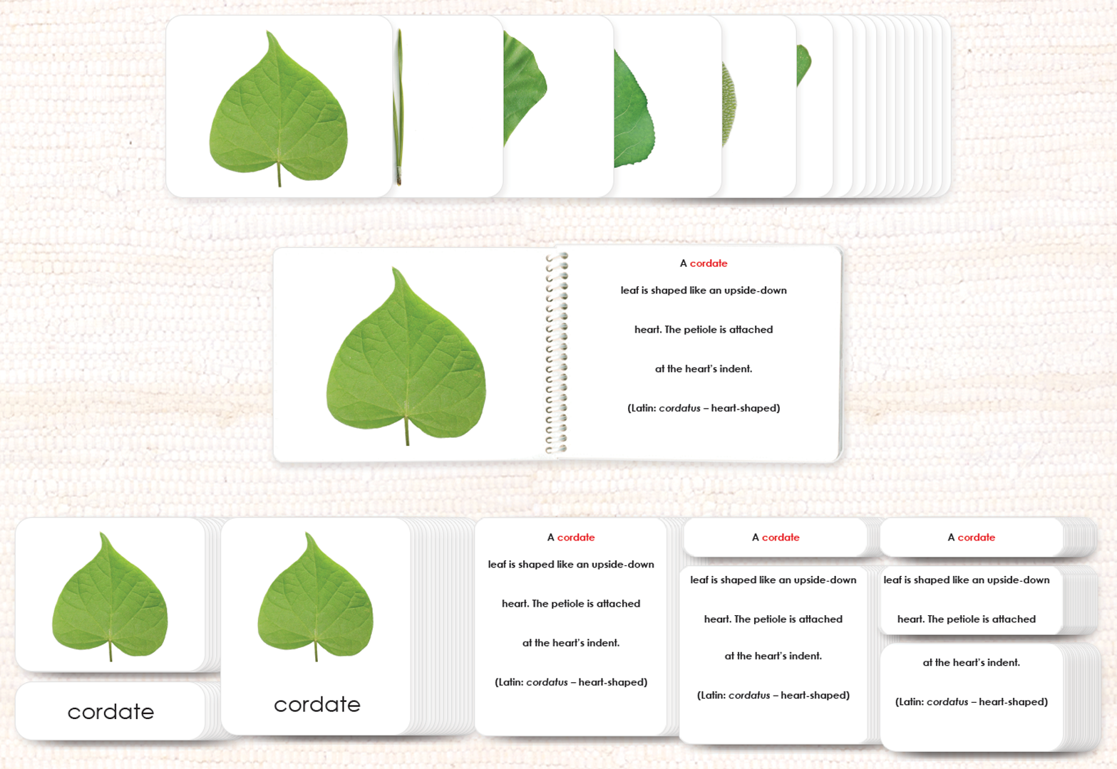 Botany Build-a-Book Bundle by Maitri