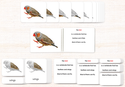 Vertebrates 