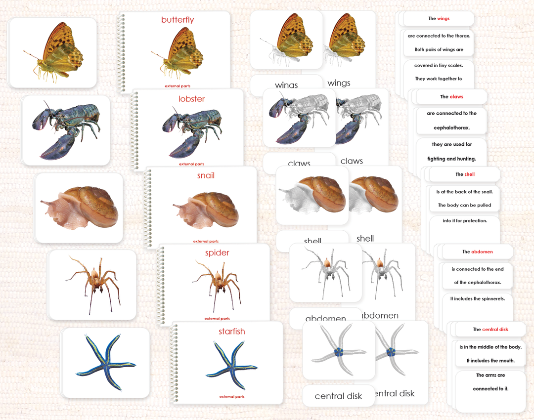 Invertebrates "Parts of" Book & Card Bundle by Maitri