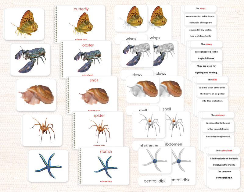 Invertebrates "Parts of" Book & Card Bundle by Maitri