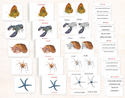 Invertebrates 