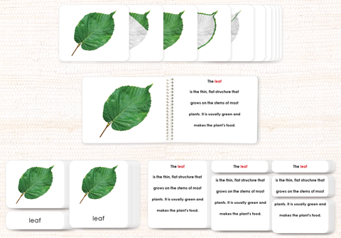 "Parts of" Botany Bundle by Maitri