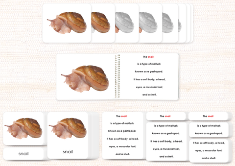 Invertebrates "Parts of" Book & Card Bundle by Maitri