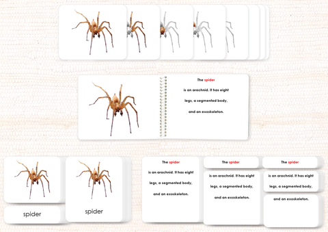 Invertebrates "Parts of" Book & Card Bundle by Maitri
