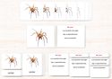 Invertebrates 