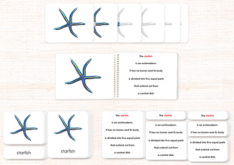 Invertebrates "Parts of" Book & Card Bundle by Maitri