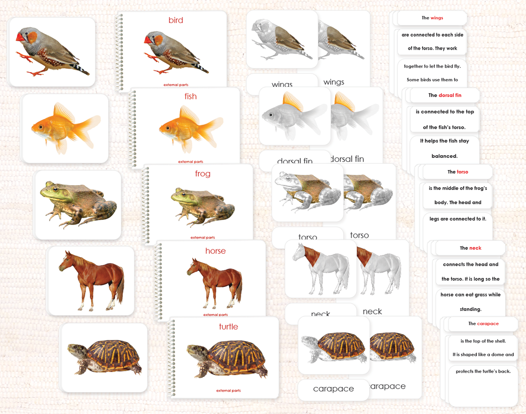 Vertebrates "Parts of" Book & Card Bundle by Maitri