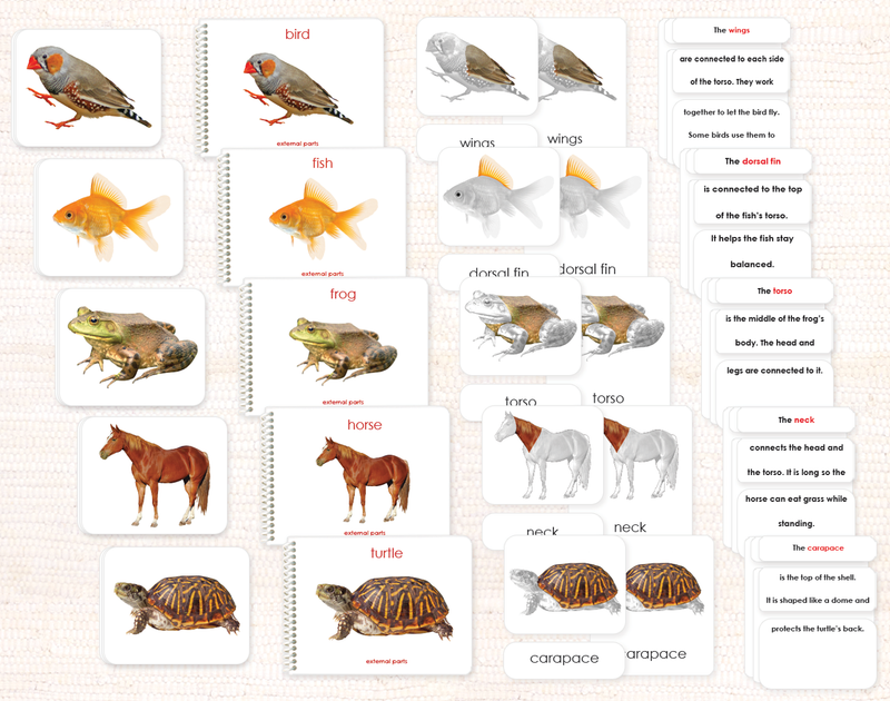 Vertebrates "Parts of" Book & Card Bundle by Maitri