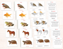 Vertebrates 