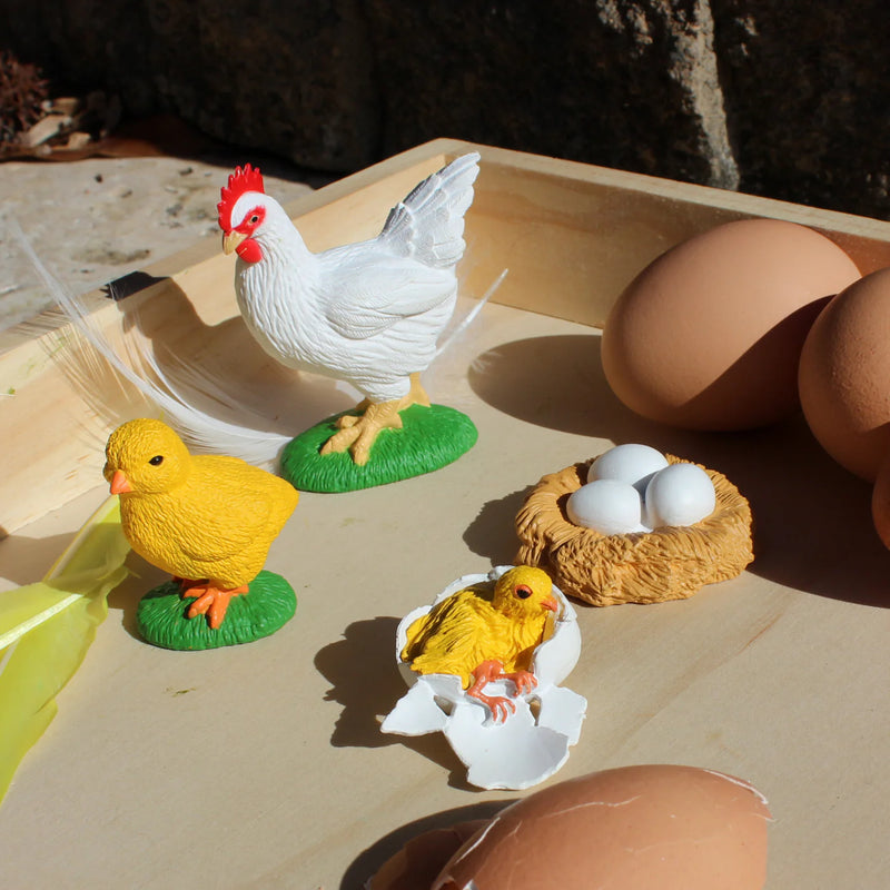 Life Cycle Replicas: Chicken Stages