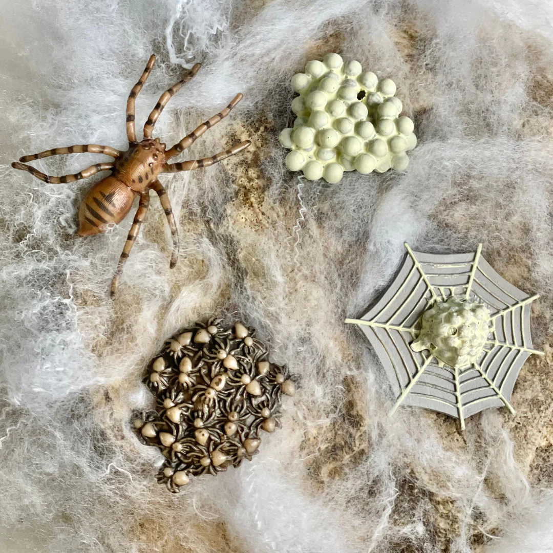 Life Cycle Replicas of a Spider