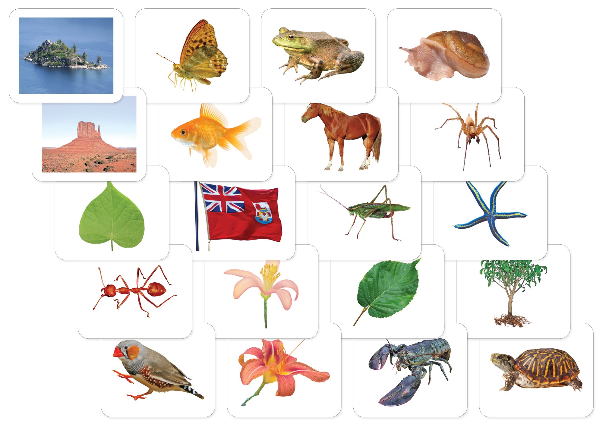 Advanced Vocabulary Card Set/20 by Maitri | Montessori-n-Such