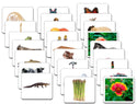 Basic Vocabulary Card Set/26 by Maitri
