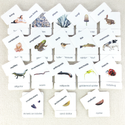 Zoology 3-Part Card Bundle by Maitri
