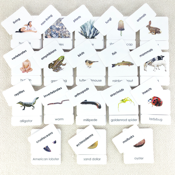 Zoology 3-Part Card Bundle by Maitri