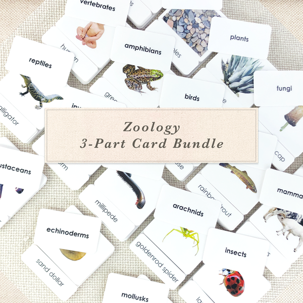 Zoology 3-Part Card Bundle by Maitri