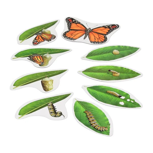 Giant Magnetic Butterfly Life Cycle