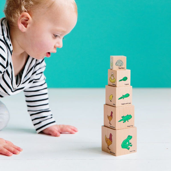 Life Cycle Wooden Blocks