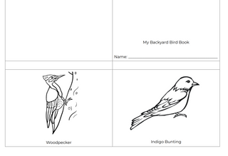 My Backyard Bird Book