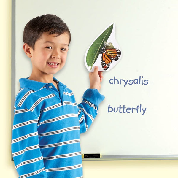 Giant Magnetic Butterfly Life Cycle